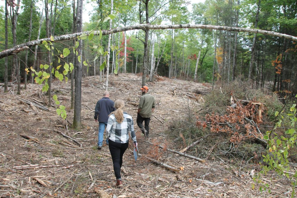 People walking in a forest