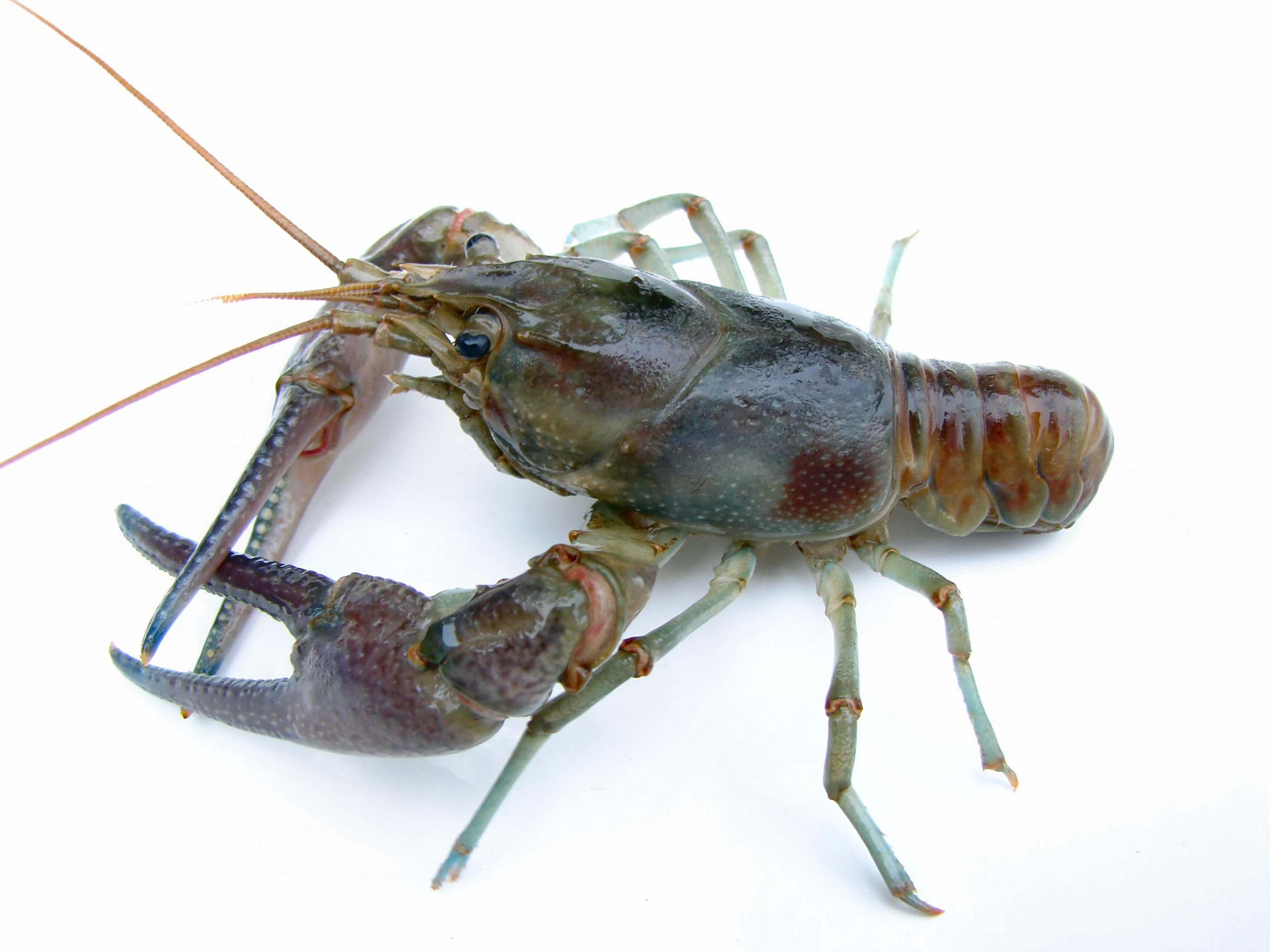 Crabdaddy, Rusty Crayfish, Crawdad Delicacy, Free Food? - Boundary Waters  Catalog Blog